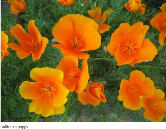 California Poppy